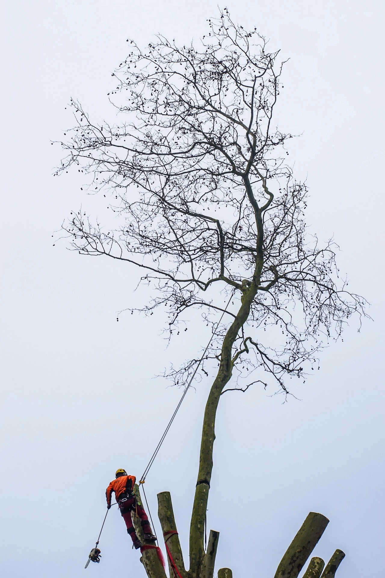 Arborist climber working high above the ground on the Happy Man Tree in Hackney. | Sony ILCE-7 (Alpha 7) | N/A | 1/200s | ISO 100