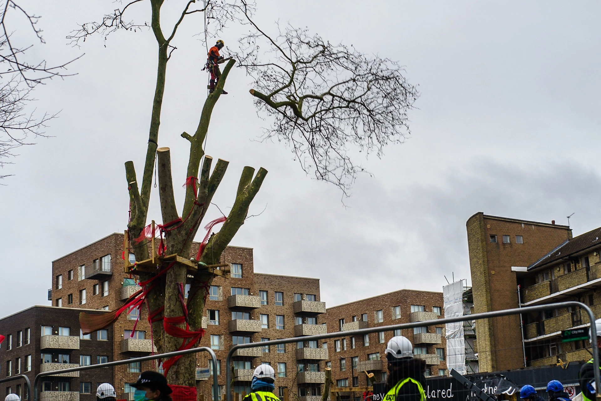 Tree removal crew cutting branches of the 150-year-old Happy Man Tree in Hackney. | Sony ILCE-7 (Alpha 7) | N/A | 1/200s | ISO 100