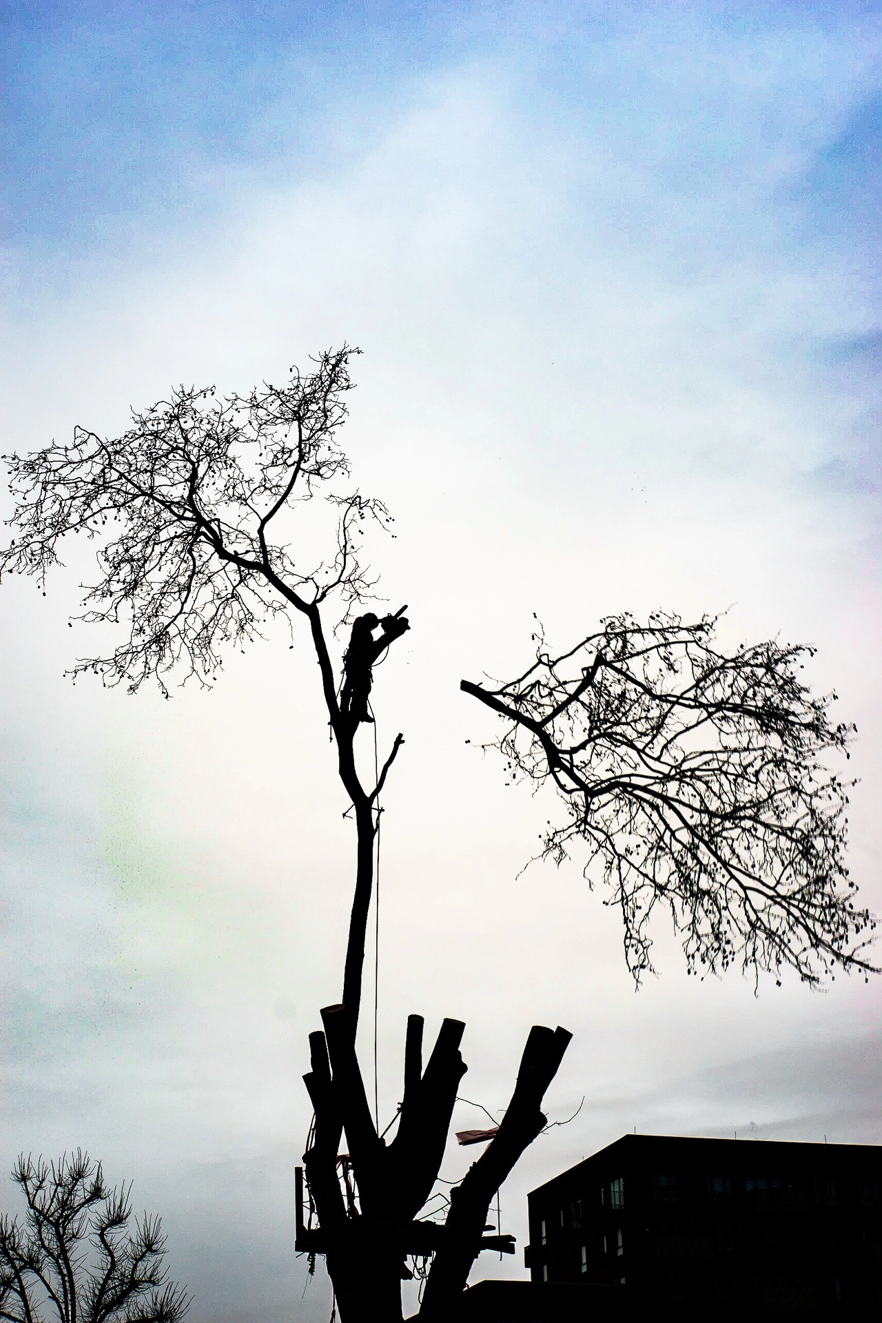 Silhouette of the Happy Man Tree’s bare branches against a cloudy sky in Hackney. | Sony ILCE-7 (Alpha 7) | N/A | 1/200s | ISO 100