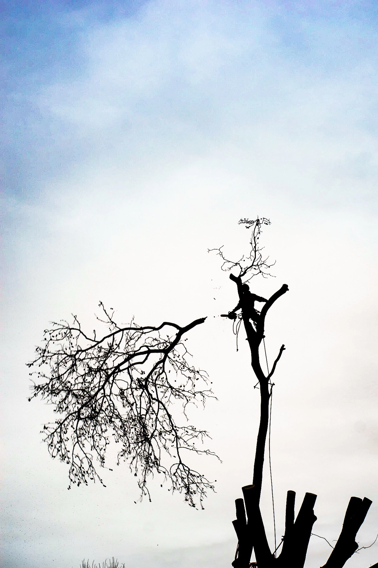 Stump of the felled Happy Man Tree with workers preparing its removal. | Sony ILCE-7 (Alpha 7) | N/A | 1/200s | ISO 100