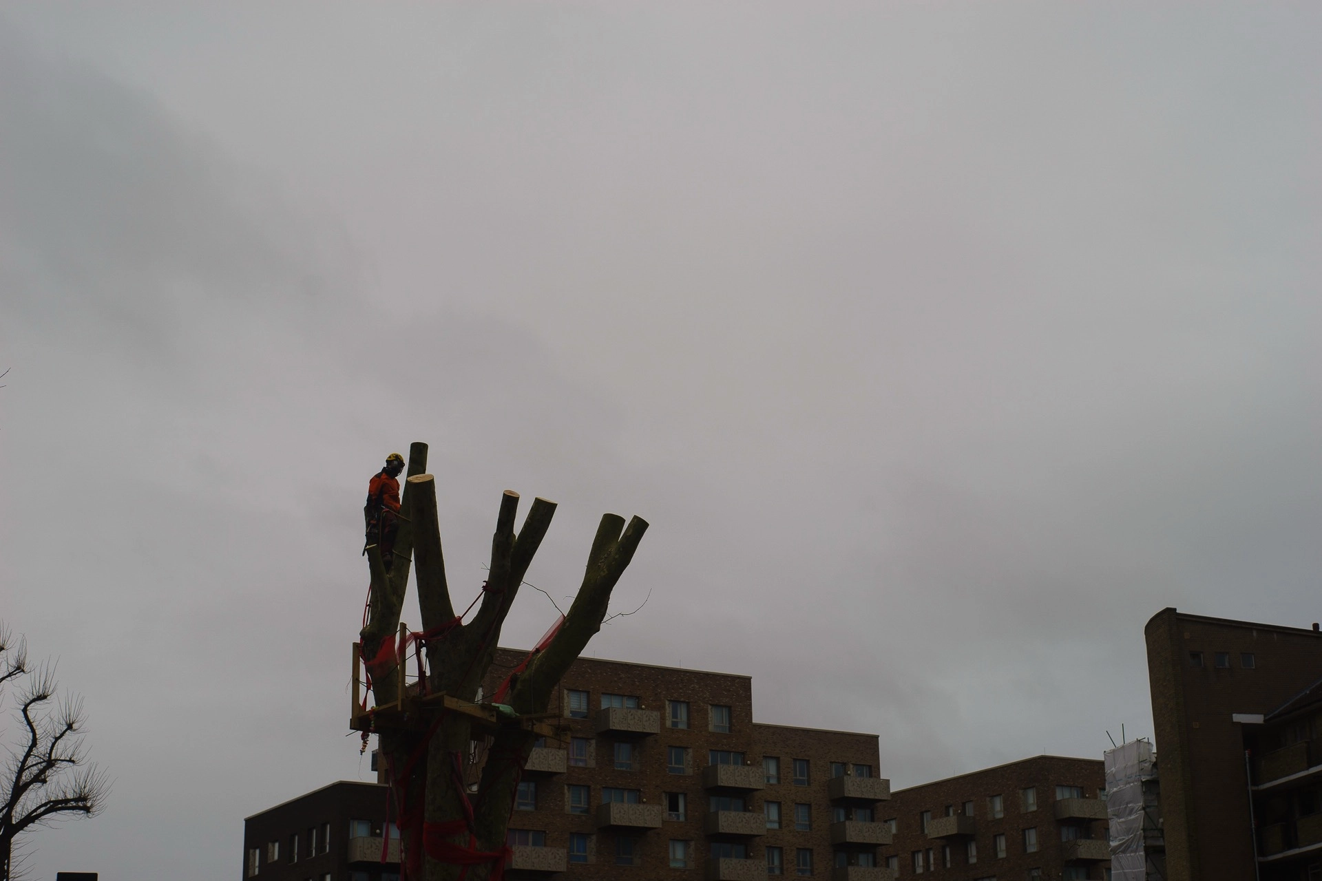 Female protester shouting slogans during the Happy Man Tree removal in Hackney. | Sony ILCE-7 (Alpha 7) | N/A | 1/200s | ISO 100